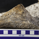 A spirally fractured mastodon femur bone. (Credit: Tom Deméré, San Diego Natural History Museum)